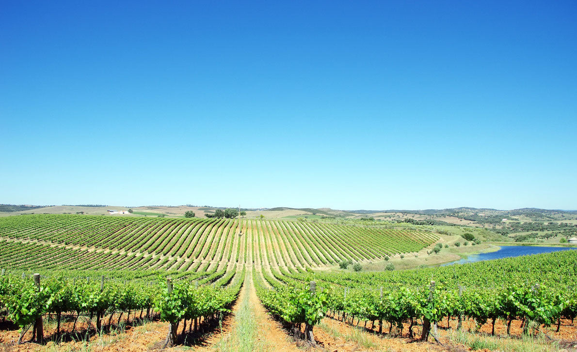 Greece — Four Wineries, One Ancient Wine Land