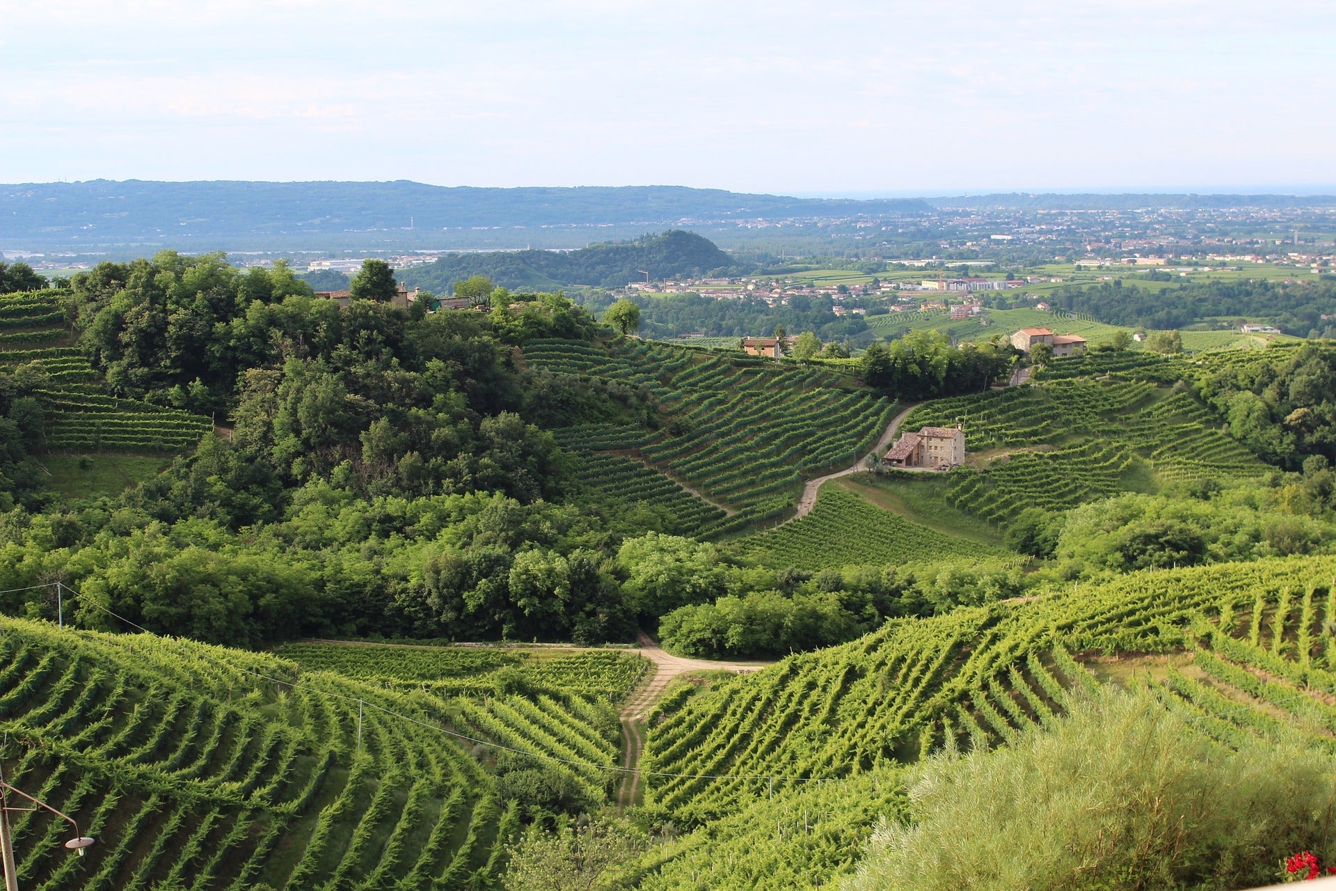 Italy - A Single-Vineyard Prosecco