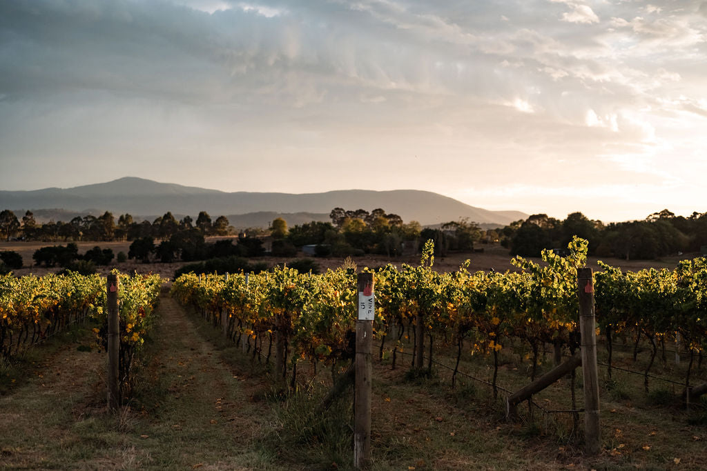 Signature New World Wines