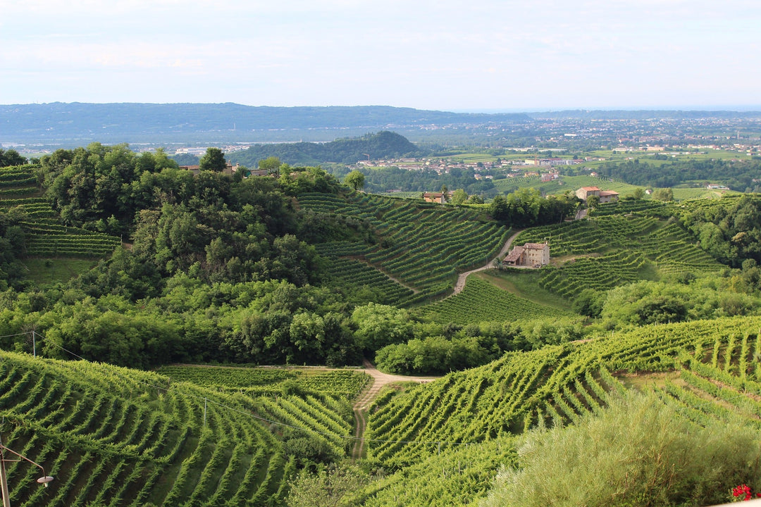 Italy - A Single-Vineyard Prosecco